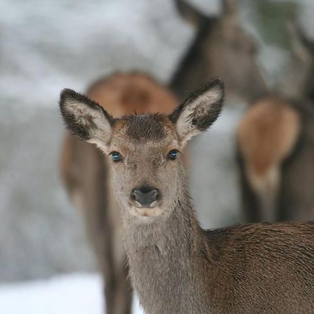 Gite Le Cerf Pantin Saint-Hubert Kültér fotó